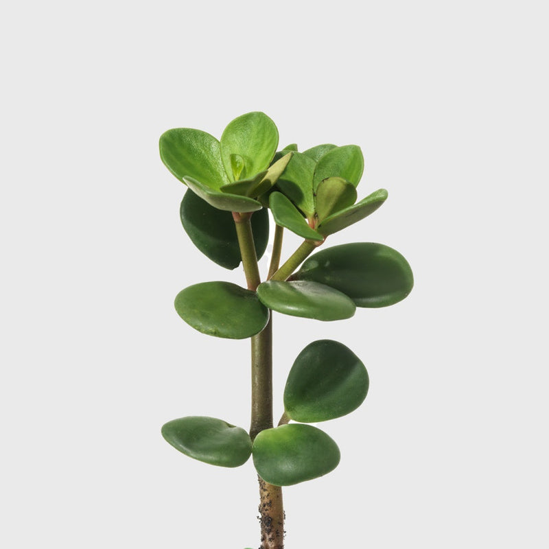 Public Goods Peperomia Hope 8"