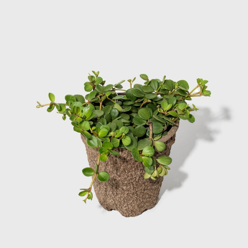 Public Goods Peperomia Hope 8"