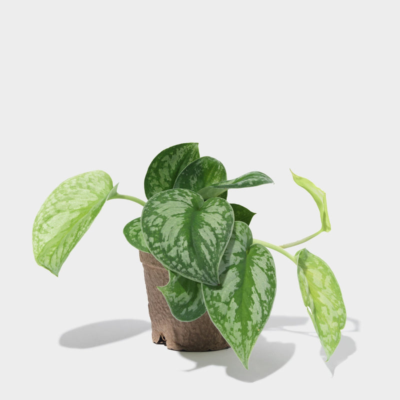 Public Goods Silver Splash Pothos 4"