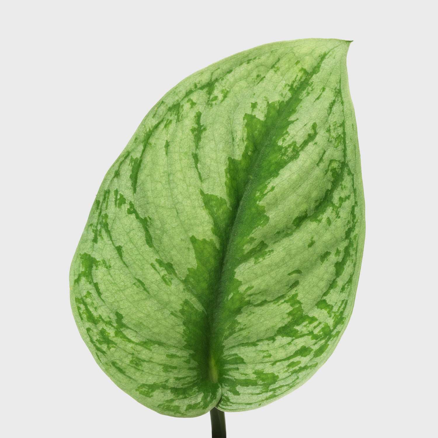 Public Goods Silver Splash Pothos 4