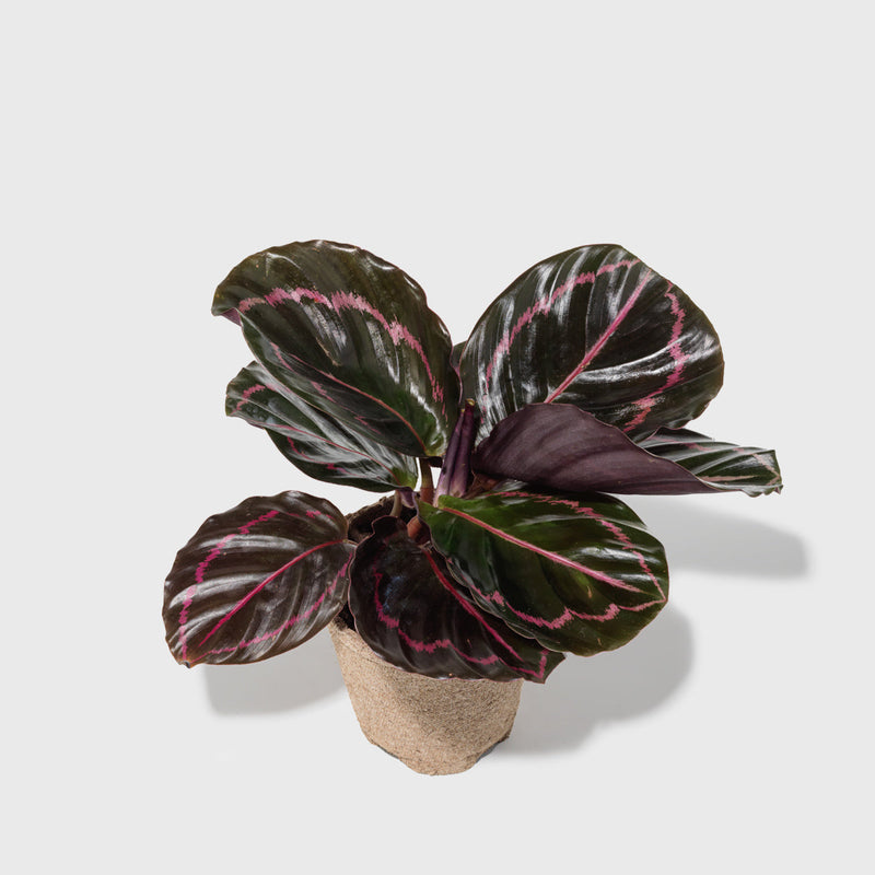 Public Goods Calathea Dottie 4"