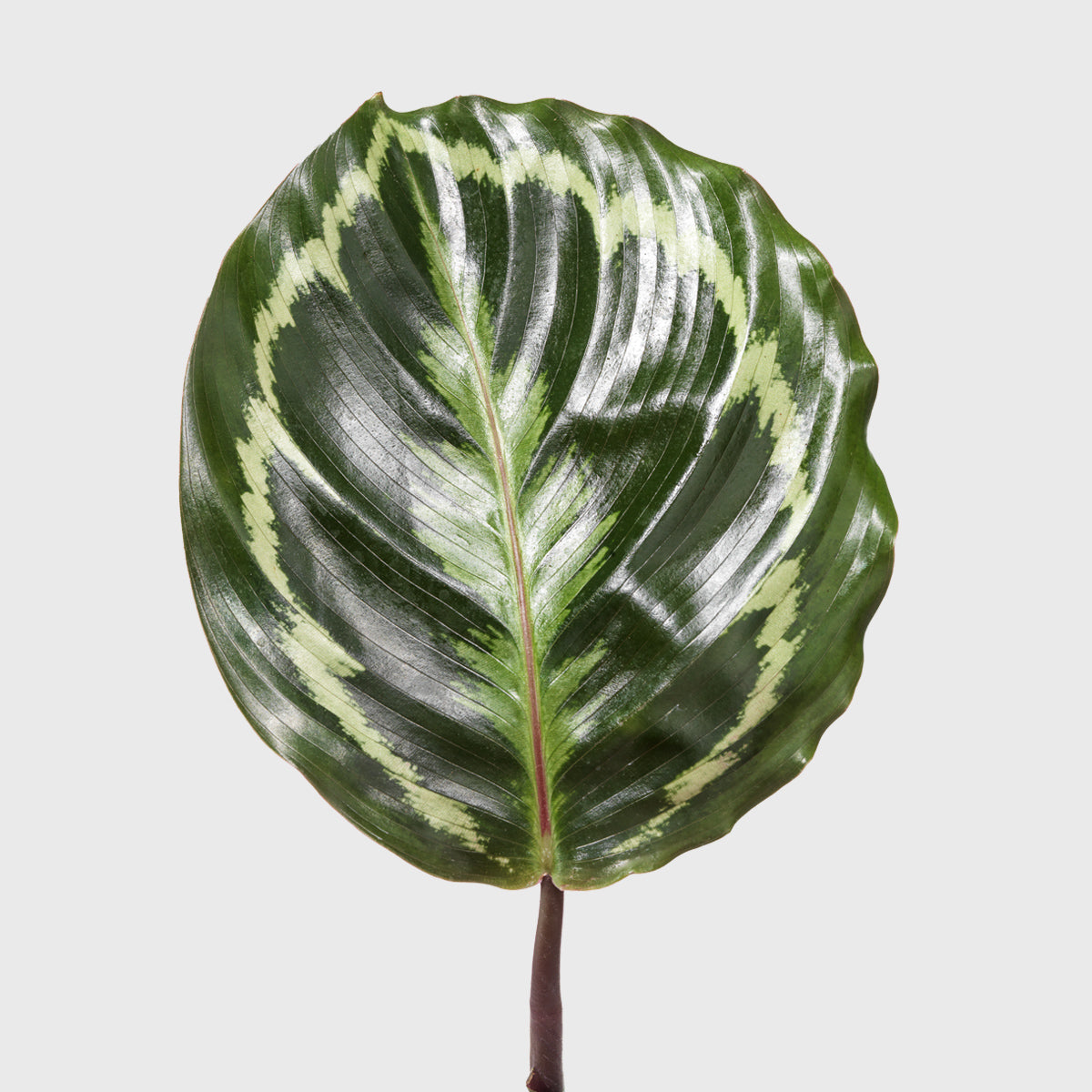 Public Goods Medallion Calathea 6