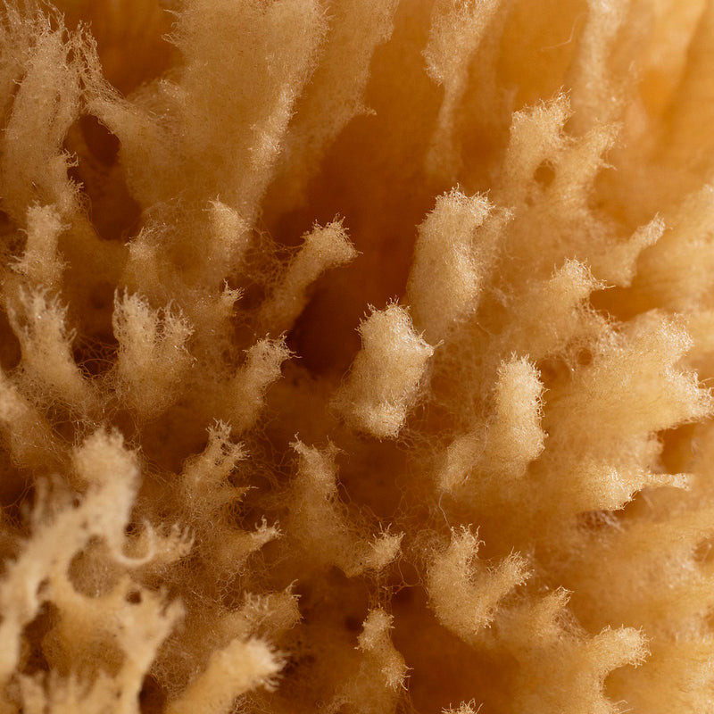 Exfoliating Sea Sponge (case of 24)