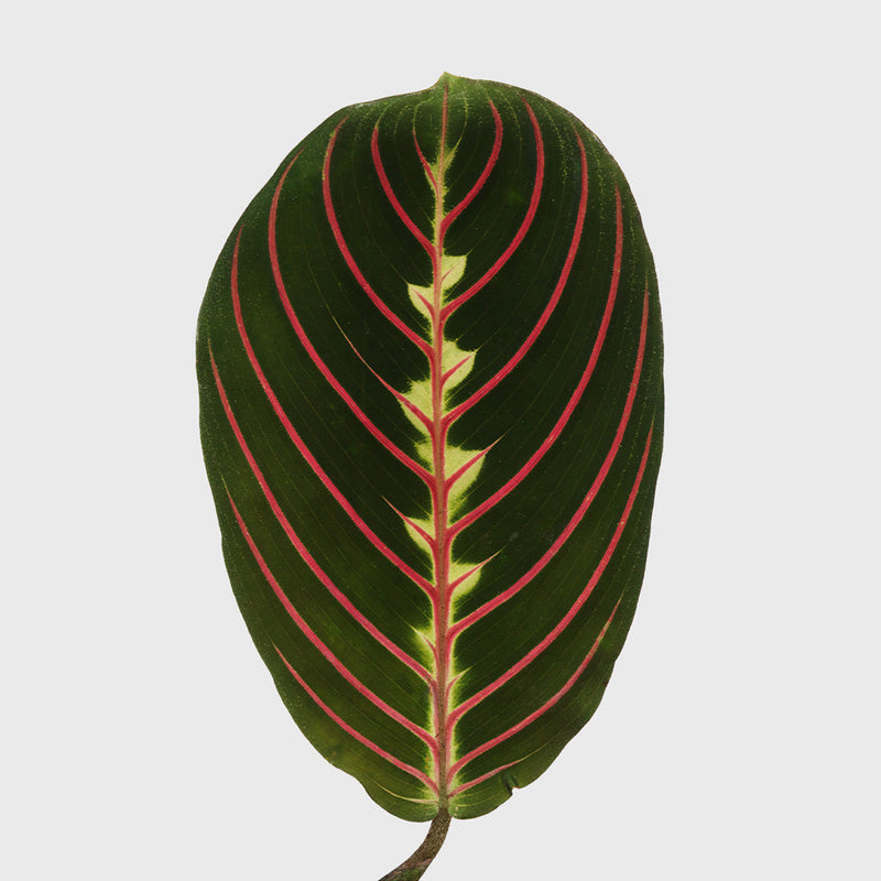 House Plant Dropship Indoor Plants Red Prayer Maranta 4"