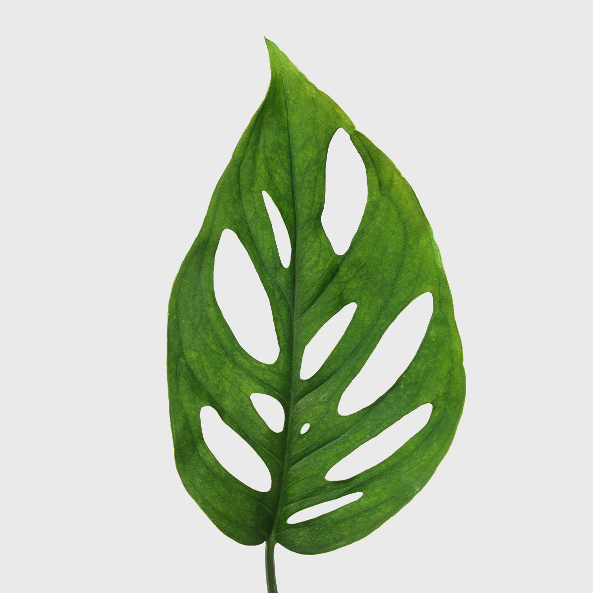 House Plant Dropship Indoor Plants Swiss Cheese Monstera 4