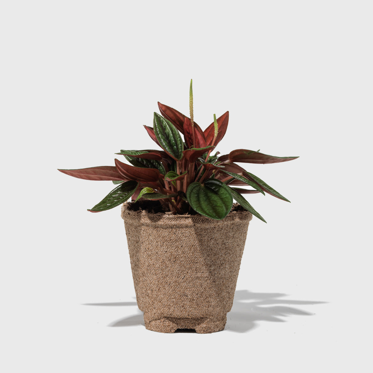 House Plant Dropship Indoor Plants 170-041-018-011 - Peperomia 'Rosso' - 4