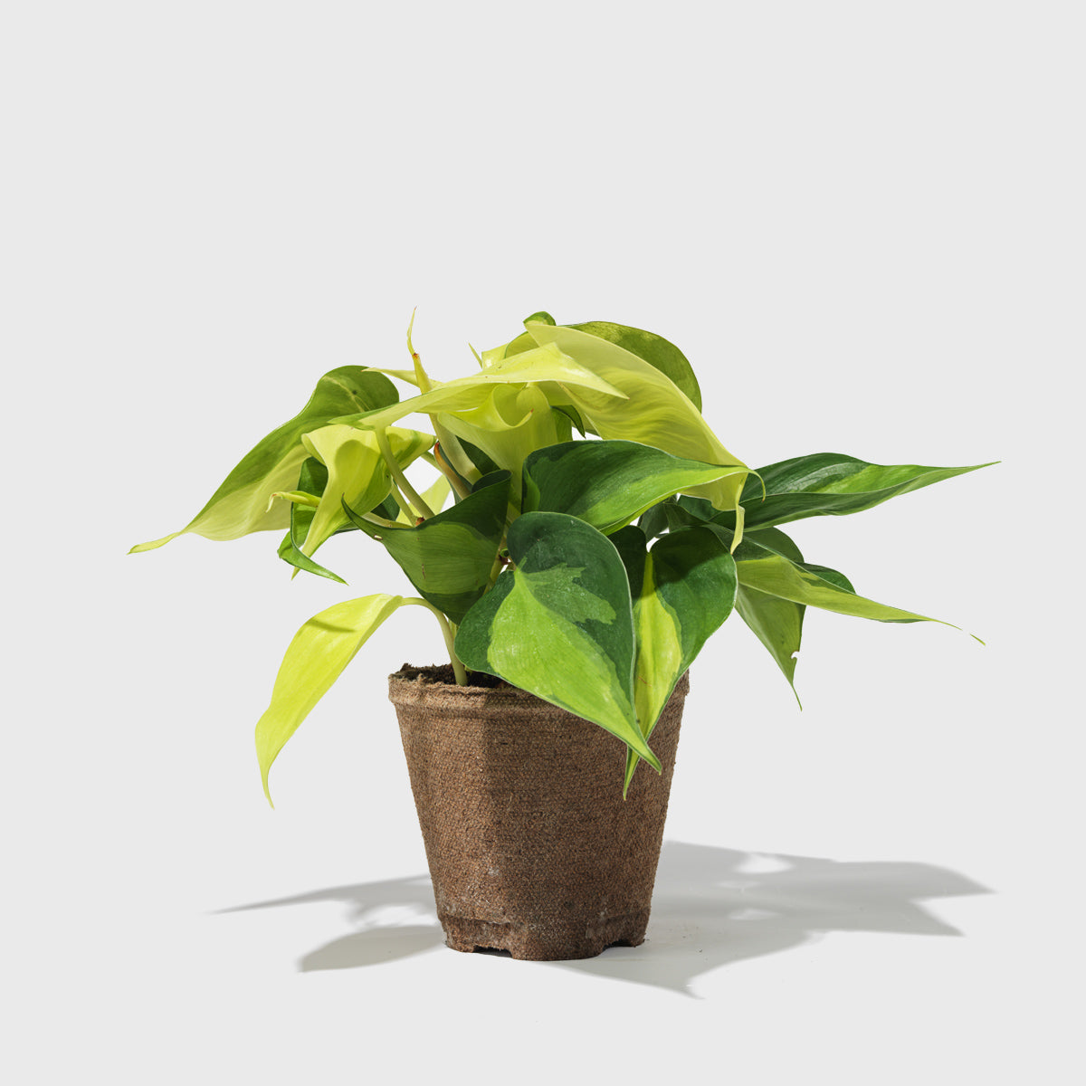 Public Goods Philodendron Hederaceum 4