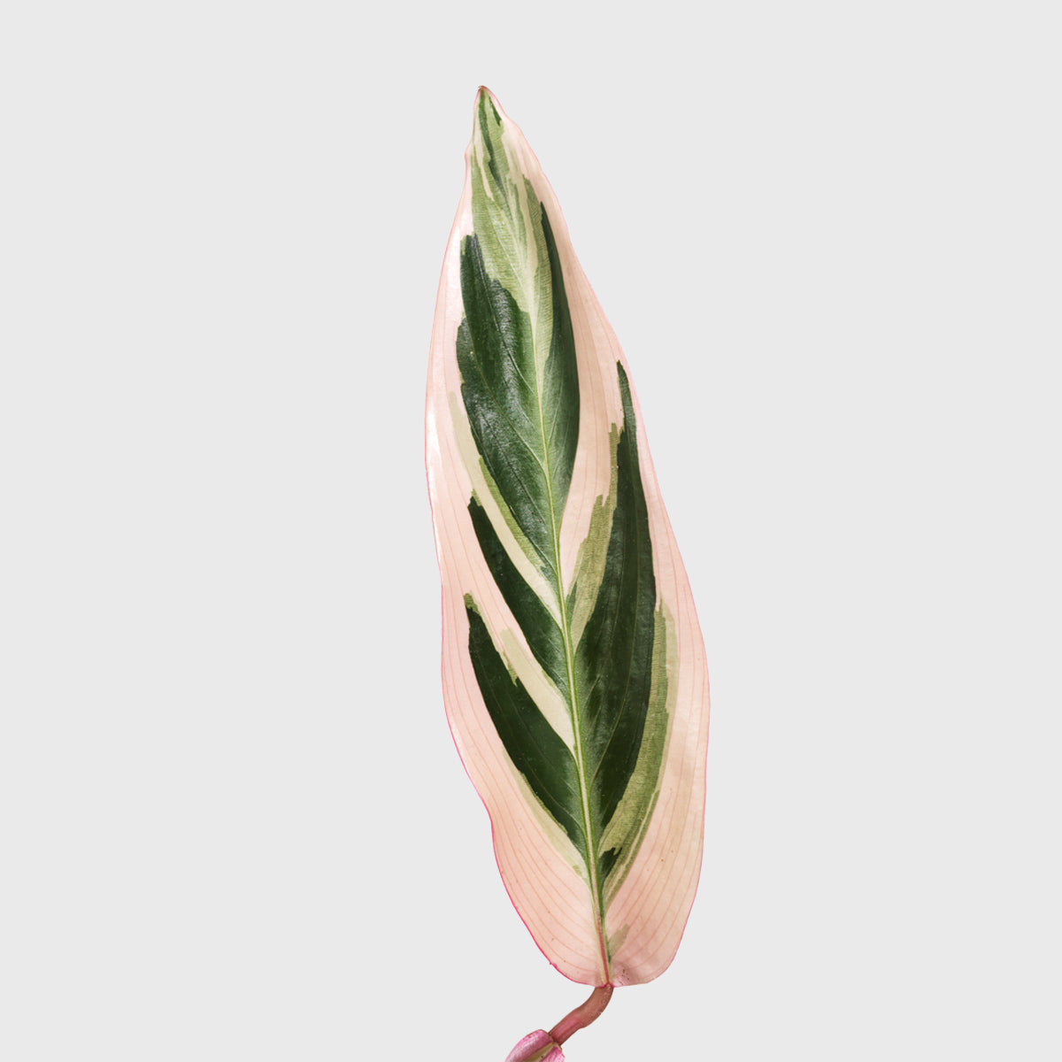 House Plant Dropship Indoor Plants Stromanthe Triostar 4