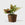 House Plant Dropship Indoor Plants Lady Valentine 6