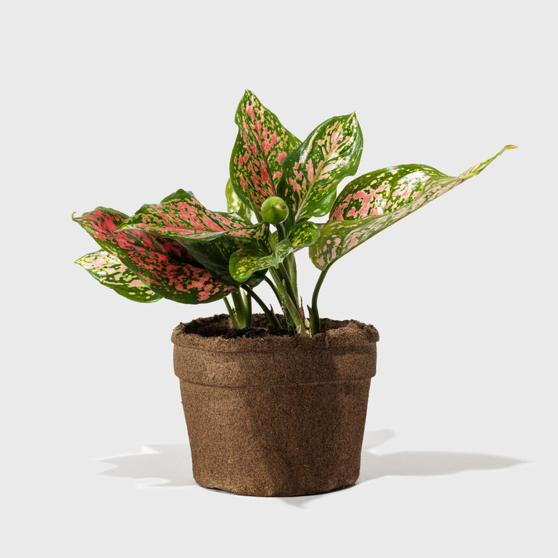 House Plant Dropship Indoor Plants Lady Valentine 6"