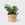 House Plant Dropship Indoor Plants Green California Ivy 6