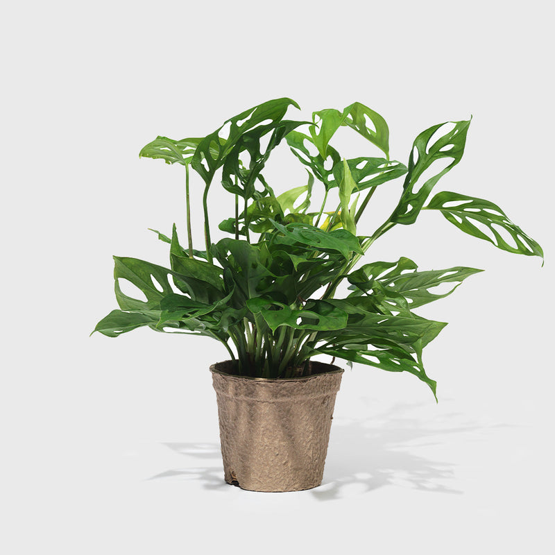 House Plant Dropship Indoor Plants Swiss Cheese Monstera 4"